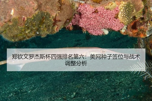 zheng-qin-wen-luo-jie-si-bei-si-qiang-pai-ming-di-liu-mei-wang-zhong-zi-qian-wei-yu-zhan-shu-tiao-zheng-fen-xi-3-426.jpg
